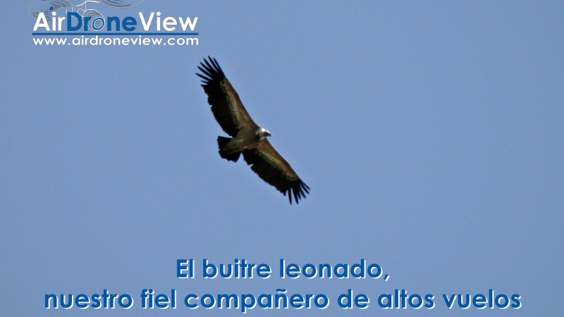 El buitre leonado, nuestro fiel compañero de altos vuelos en Extremadura El buitre leonado, nuestro fiel compañero de altos vuelos en Extremadura