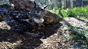 AMUS Air Drone View reportaje drones buho real aguila buitre cigüeña dron drones rpas uav aereo buitres centro conservacion naturaleza accion mundo salvaje www.airdroneview.com (10)