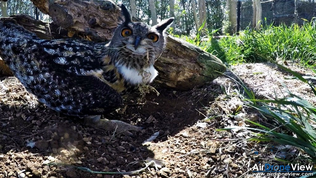 AMUS Air Drone View reportaje drones buho real aguila buitre cigüeña dron drones rpas uav aereo buitres centro conservacion naturaleza accion mundo salvaje www.airdroneview.com (10)