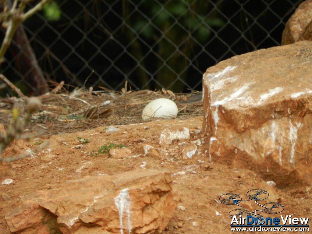 AMUS Air Drone View reportaje drones buho real aguila buitre cigüeña dron drones rpas uav aereo buitres centro conservacion naturaleza accion mundo salvaje www.airdroneview.com (2)