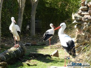 AMUS Air Drone View reportaje drones buho real aguila buitre cigüeña dron drones rpas uav aereo buitres centro conservacion naturaleza accion mundo salvaje www.airdroneview.com (7)
