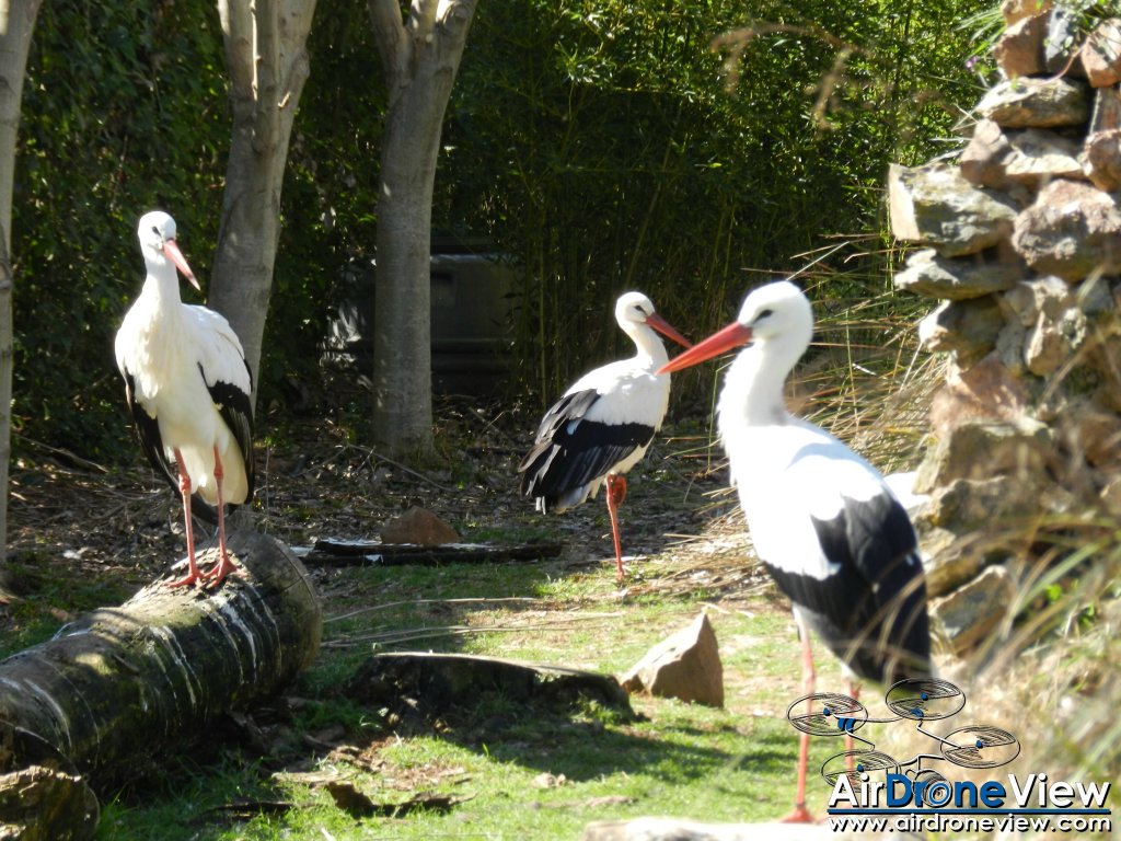 AMUS Air Drone View reportaje drones buho real aguila buitre cigüeña dron drones rpas uav aereo buitres centro conservacion naturaleza accion mundo salvaje www.airdroneview.com (7)