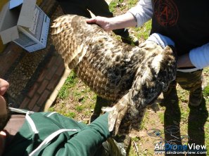 AMUS Air Drone View reportaje drones buho real aguila buitre cigüeña dron drones rpas uav aereo buitres centro conservacion naturaleza accion mundo salvaje www.airdroneview.com (8)