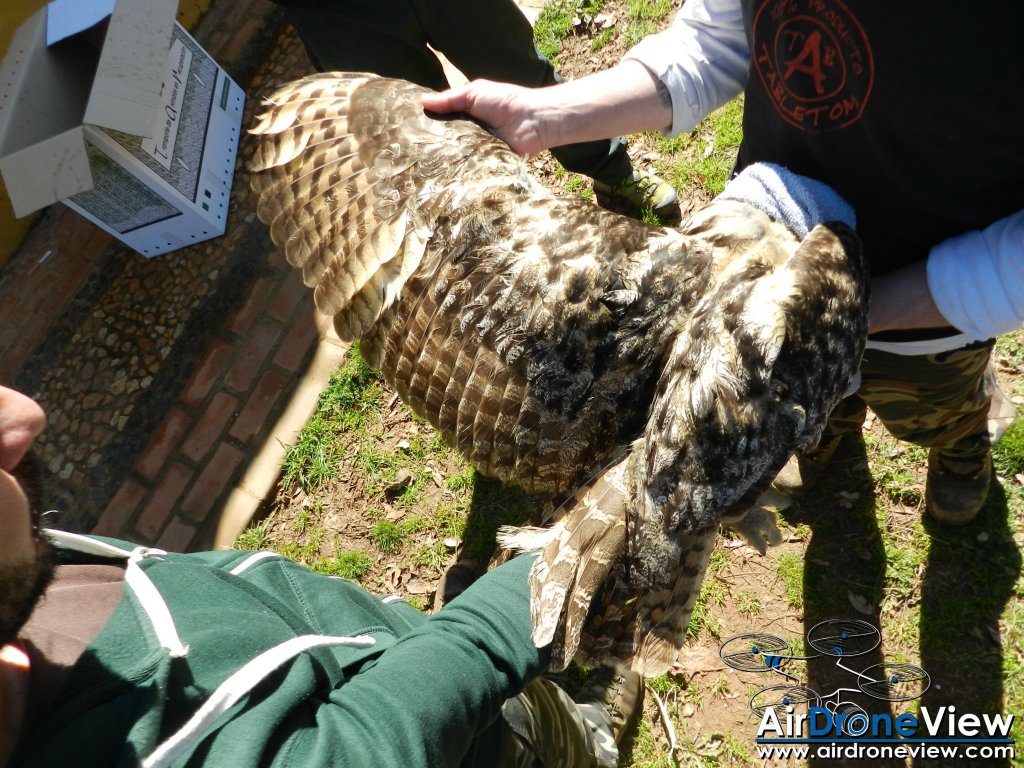 AMUS Air Drone View reportaje drones buho real aguila buitre cigüeña dron drones rpas uav aereo buitres centro conservacion naturaleza accion mundo salvaje www.airdroneview.com (8)