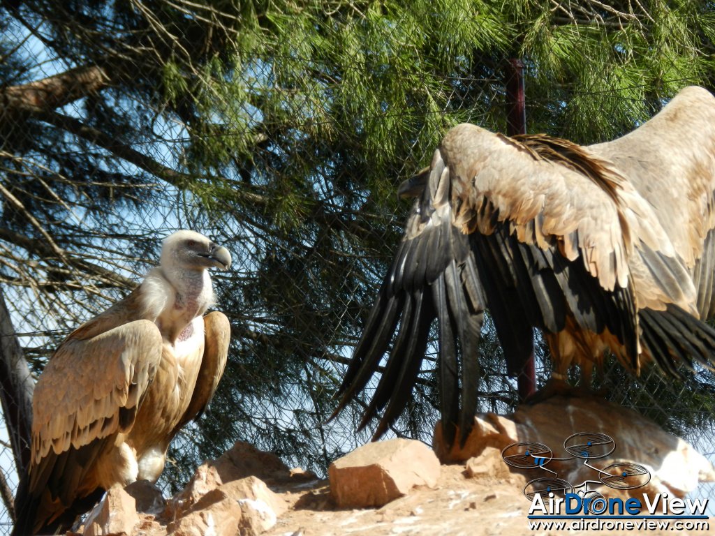 AMUS Air Drone View reportaje drones buho real aguila buitre cigüeña dron drones rpas uav aereo buitres centro conservacion naturaleza accion mundo salvaje www.airdroneview.com (9)