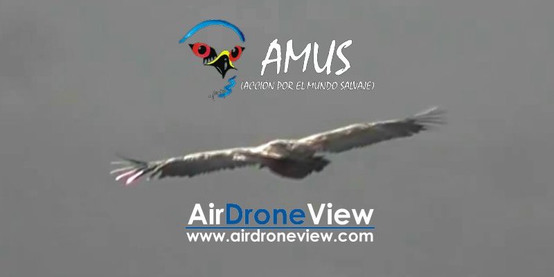 Vídeo del Día Internacional del Buitre con&nbsp;AMUS