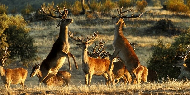 Vídeo aéreo para venta de finca en Membrío,&nbsp;Cáceres