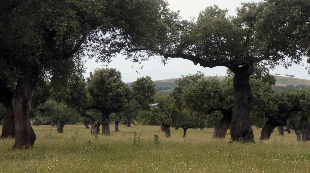 air drone view dji phantom 4 operadores drones legal aesa badajoz extremadura a vista de pajaro caceres vuelos aire  (5)