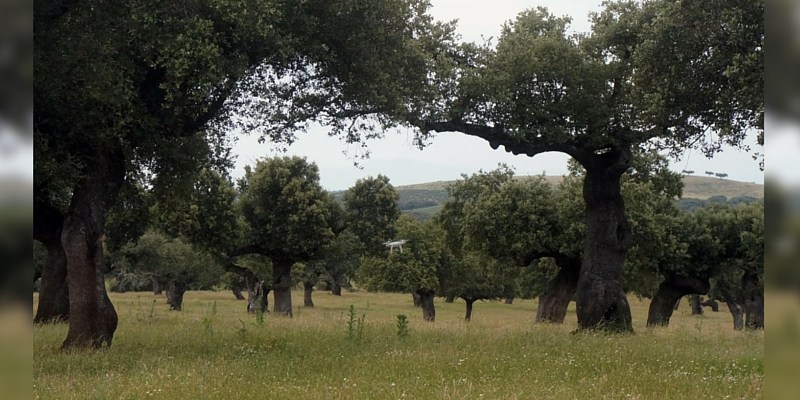 Bienvenido a ADV,&nbsp;pequeño…