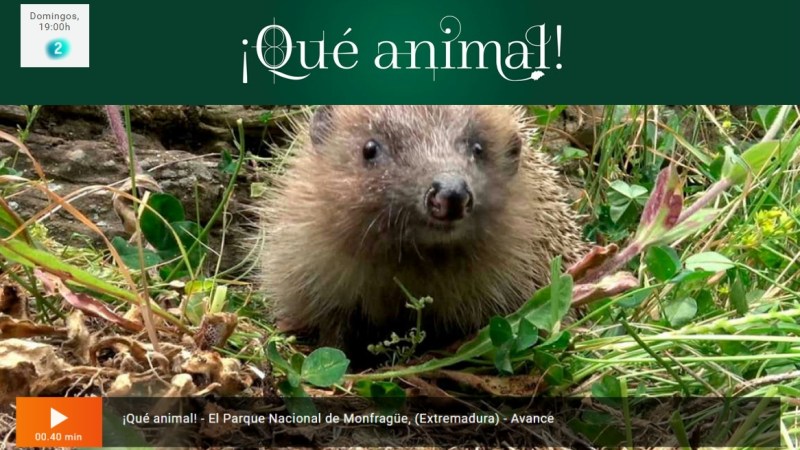 Programa ¡Qué Animal! de RTVE – Capítulo Monfragüe – Planos a&nbsp;drone