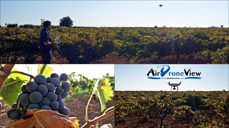 Grabando entre viñedos