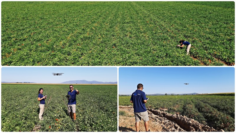 Grabando la cosecha de tomate&nbsp;2020