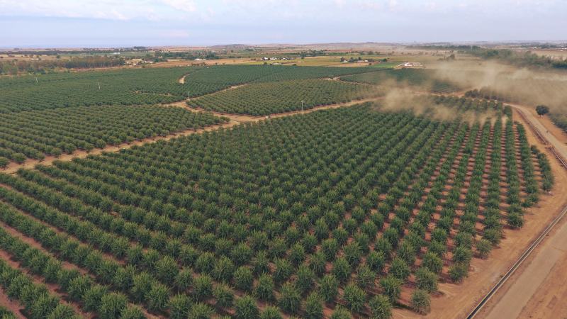 Un año más, disfrutamos con la recogida de la&nbsp;almendra