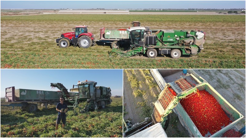 En Lebrija (Sevilla) grabando la cosecha del tomate En Lebrija (Sevilla) grabando la cosecha del tomate