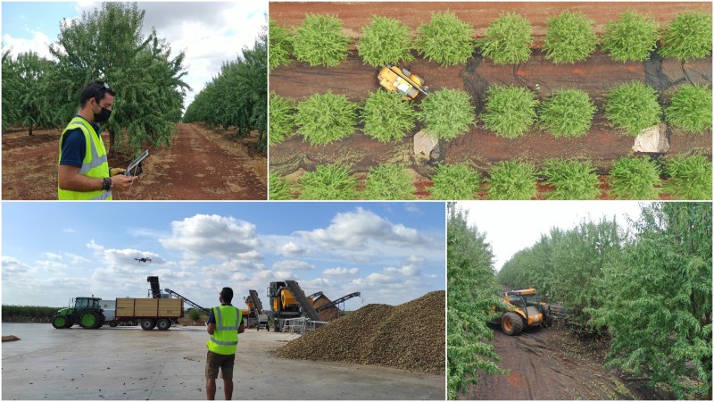 Grabando la cosecha de la almendra en&nbsp;Portugal